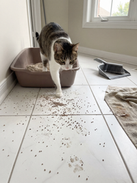 Covorasul Purrfectclean